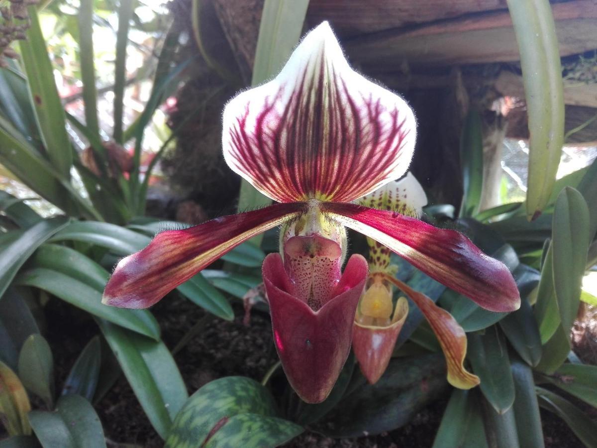 Mi Jardin Encantado Villa Eksteriør bilde
