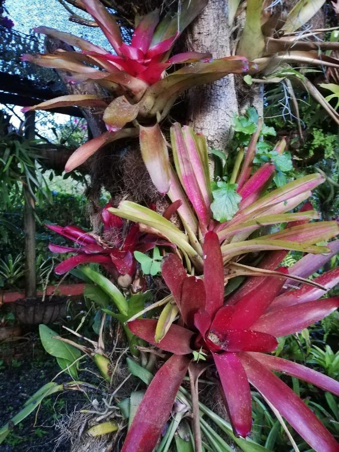 Mi Jardin Encantado Villa Eksteriør bilde