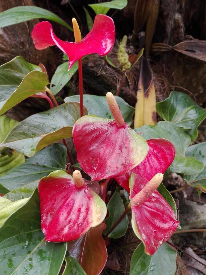 Mi Jardin Encantado Villa Eksteriør bilde